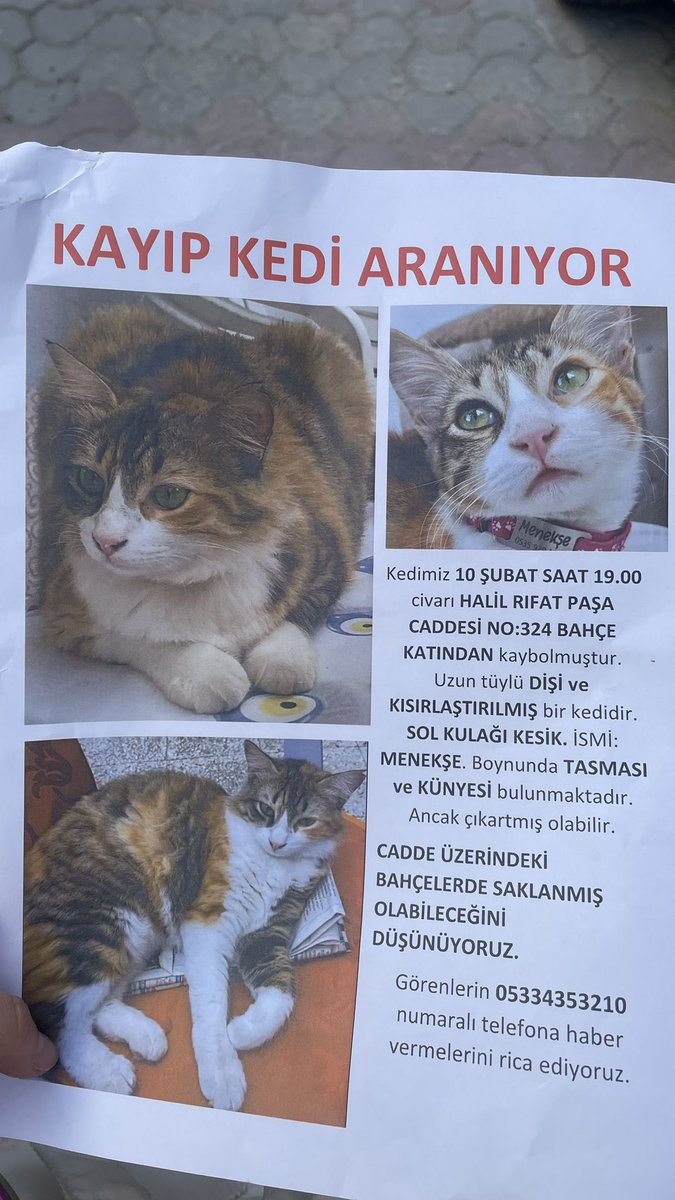 İzmir’de 85 yaşında bir amca ağlayarak bu ilanlarla kedisini arıyormuş.