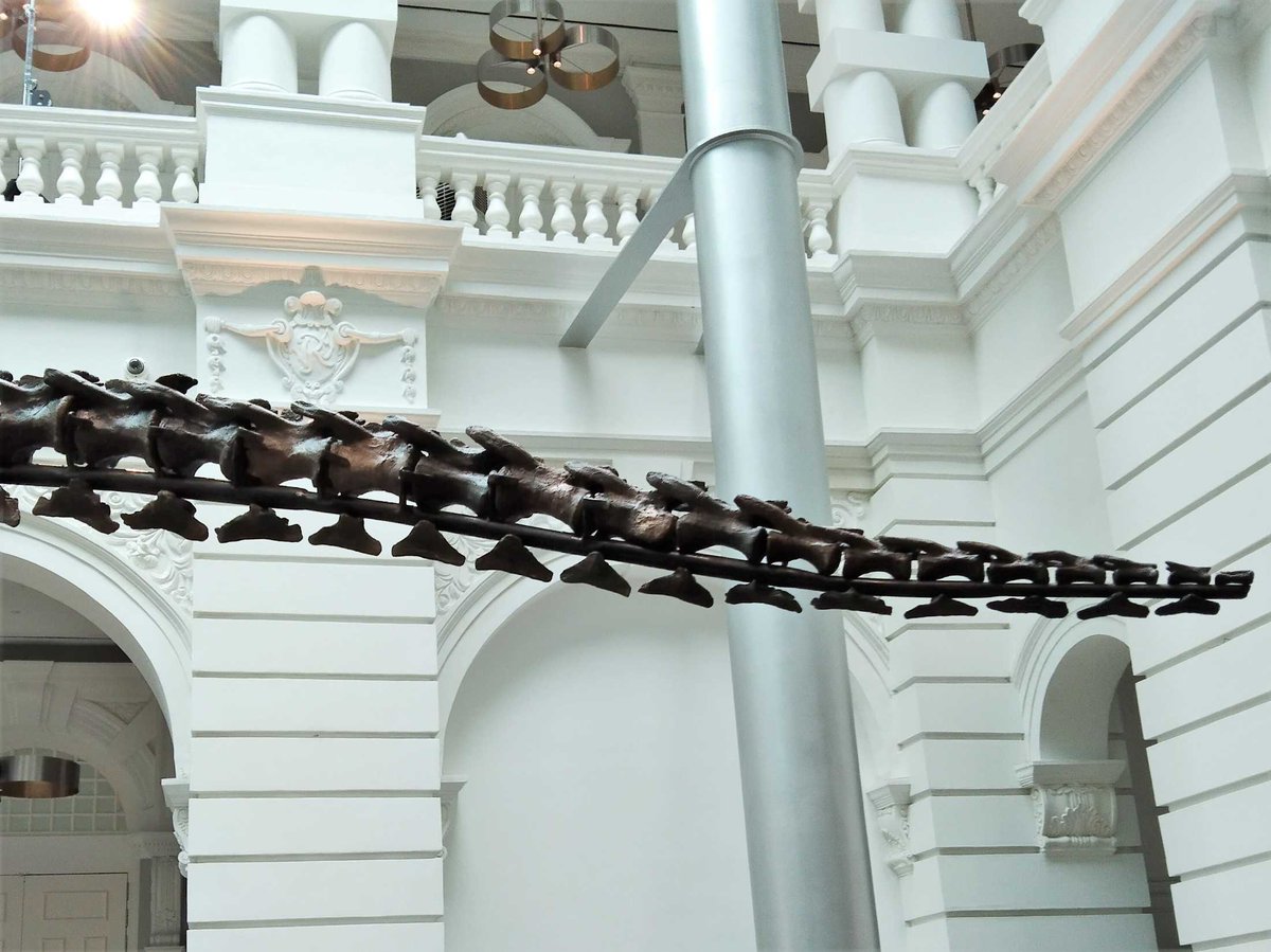 The caudal tail vertebra of SHEN THE T.REX “尚神”霸王龙 in close view. For your study and reference in how its tail vertebra changes from proximal to distal section.