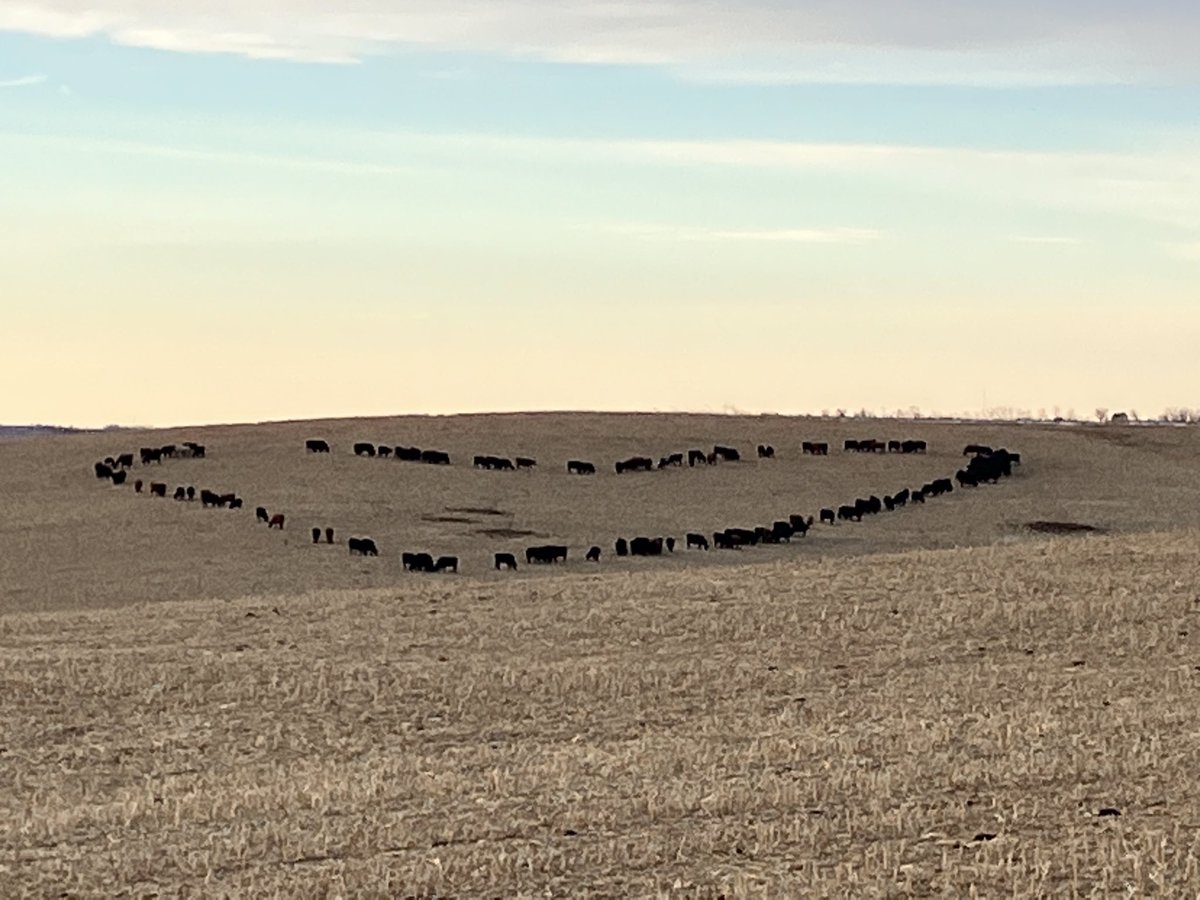 ArlynCattau's tweet photo. Didn’t have time to go to town and get my wife a card. This will have to do. Happy Valentines to my wife Ann from me, and my cows ❤️❤️❤️ https://t.co/soa3OkPFl5