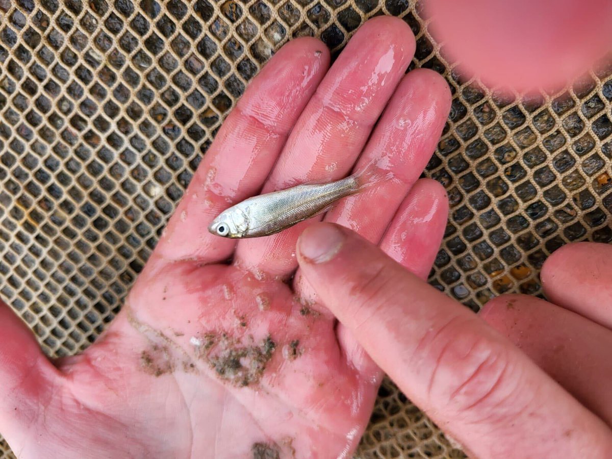 Dr Michelle Taylor (@dr_mtaylor) on Twitter photo You like #fish? You like #genetics? 18 month Senior Research Officer #job <a href="/ResearchEssex/">Research at Essex</a> - bit.ly/3JNVkef for <a href="/DefraGovUK/">Defra UK</a> FISP grant to work w <a href="/bassangleruk/">BASS</a> looking at #bass connectivity w <a href="/otolithgirl/">Dr Anna Sturrock</a> <a href="/ecoevoenviro/">Prof Tom Cameron</a> 2 days to go!! #vacancy #bioinformatics #fishing You like #fish? You like #genetics? 18 month Senior Research Officer #job <a href="/ResearchEssex/">Research at Essex</a> - bit.ly/3JNVkef for <a href="/DefraGovUK/">Defra UK</a> FISP grant to work w <a href="/bassangleruk/">BASS</a> looking at #bass connectivity w <a href="/otolithgirl/">Dr Anna Sturrock</a> <a href="/ecoevoenviro/">Prof Tom Cameron</a> 2 days to go!! #vacancy #bioinformatics #fishing