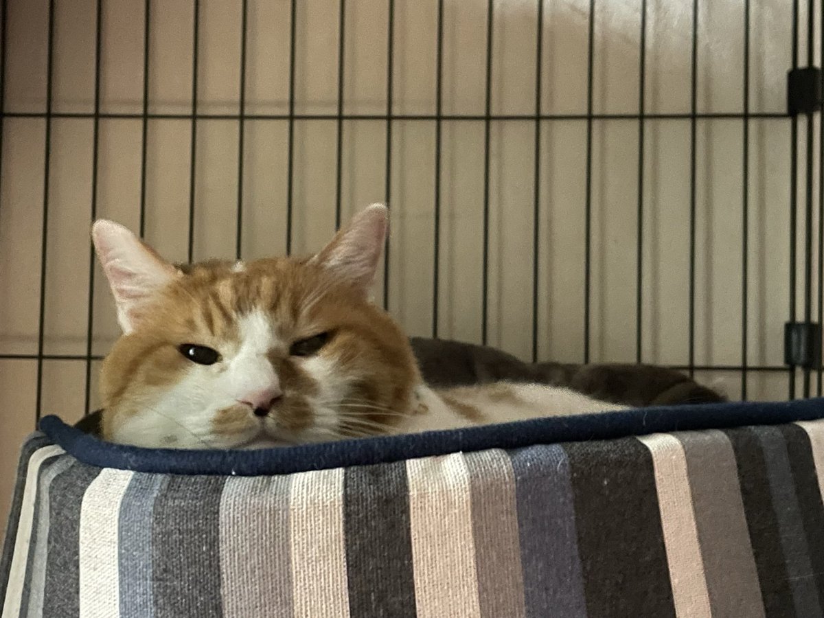 #逆襲の日記

家に保護猫のぶんぶくがやってきた
とても人懐っこい猫で落ち着いた子だ
一緒に過ごしながら似顔絵を描いて見せたら「俺こんな太ってるの?」というような顔をしていた。
誇張しすぎた。 