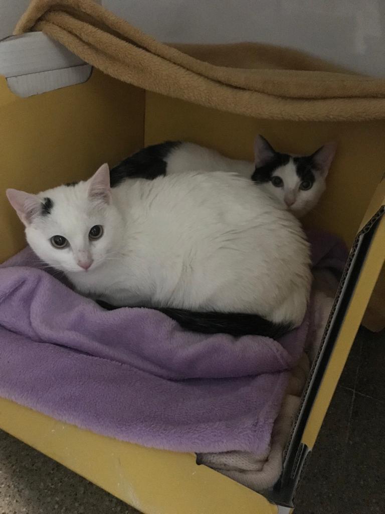 protemataro's tweet photo. La Gio i la Chanel són germanes i tenen 6 mesos. Són molt bones (la Gio és una miqueta més tímida). No les volem separar perquè s'estimen molt i sempre han estat juntes. Si algú vol adoptar a aquestes dues germanetes, pregunteu per elles a: https://t.co/sOek7BqJot https://t.co/Ji724Awh2O