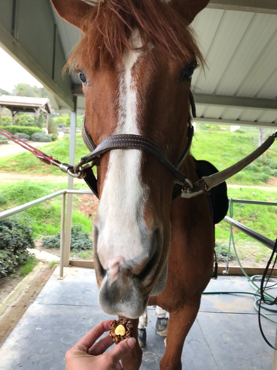 BioRiderFit's tweet photo. Heart cookies 💛 🐴  Happy Valentine's Day 
#myhorsemyvalentine #bemine #horselover #equestrianfitnessprogram #getinshapeforyourhorse #trainonline https://t.co/OdAlNR5BBu