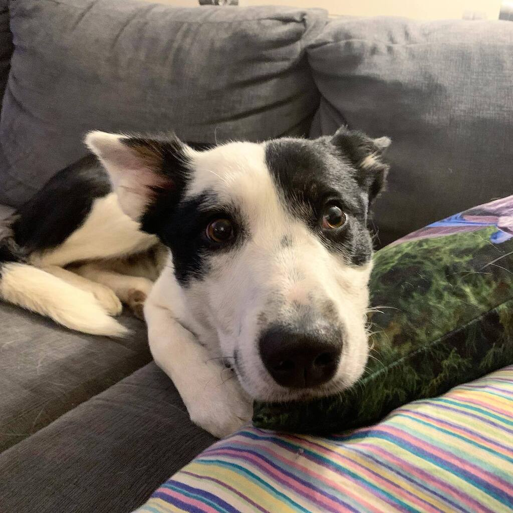 bocooreo's tweet photo. Today is the day I get go be at the vet. I get an operation called neutering. So sad 😞 But it’ll be ok!!

@bocooreo #oreobw #bordercolliesofinstagram #bordercollie #dogsofinstagram #puppy #oreo #ottawadogs #spayandneuter #opday https://t.co/9NjJ3eOPfq https://t.co/0ImUXsLiMg