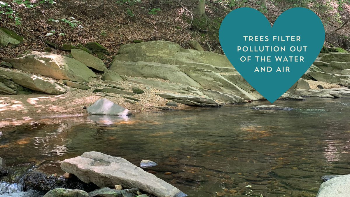 Tomorrows_Trees's tweet photo. Happy Valentine's Day! Our love of trees is blossoming today.  Are there any other reasons you love trees?♥️ Tell us below! https://t.co/etis0g5UMw