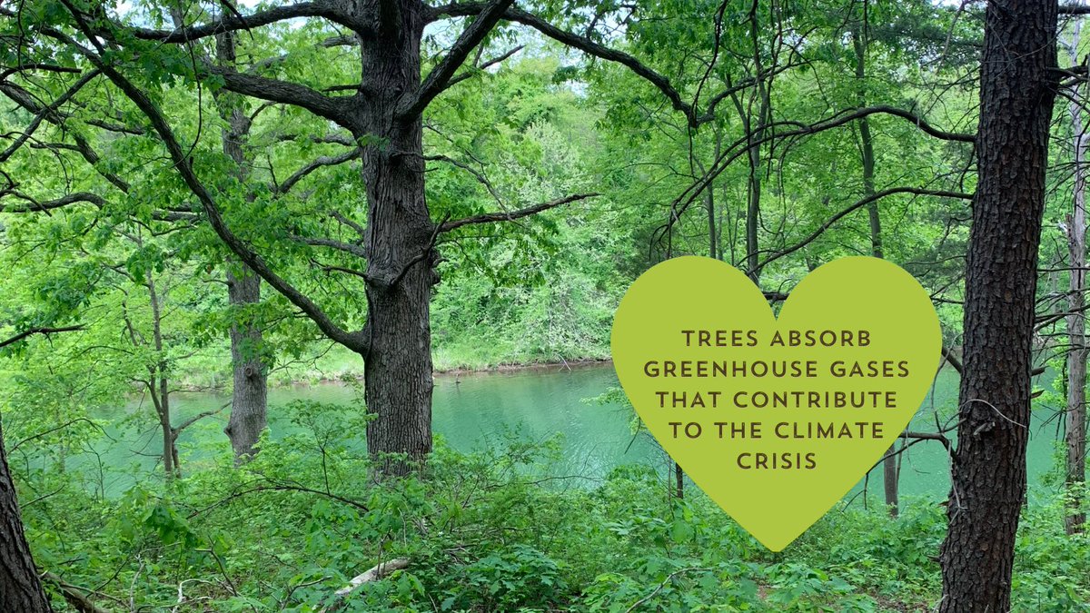 Tomorrows_Trees's tweet photo. Happy Valentine's Day! Our love of trees is blossoming today.  Are there any other reasons you love trees?♥️ Tell us below! https://t.co/etis0g5UMw