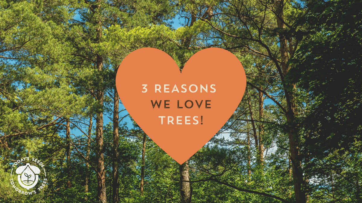 Tomorrows_Trees's tweet photo. Happy Valentine's Day! Our love of trees is blossoming today.  Are there any other reasons you love trees?♥️ Tell us below! https://t.co/etis0g5UMw