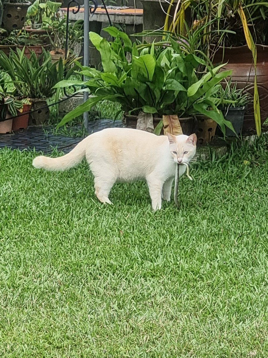 LailaZar's tweet photo. NOPE! https://t.co/iwuPpSVqMU