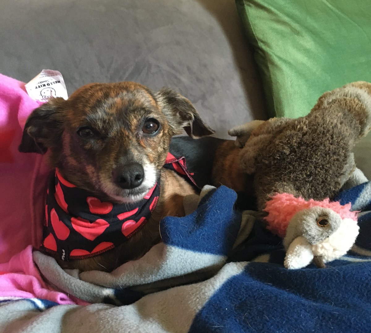 Missy_Potatoes's tweet photo. 🥰Happy Valentine's Day! 🥰  Love to you! 😘😘
I'm just a girl, sitting with her turkey named "Chicken" https://t.co/EZCDGtmXL7
