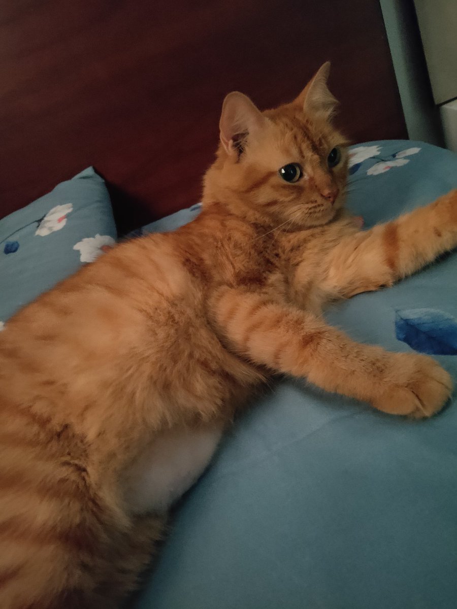 Sloochii's tweet photo. @therealdiinnaa Nearest cat restaurant? https://t.co/LHCpjhnCul