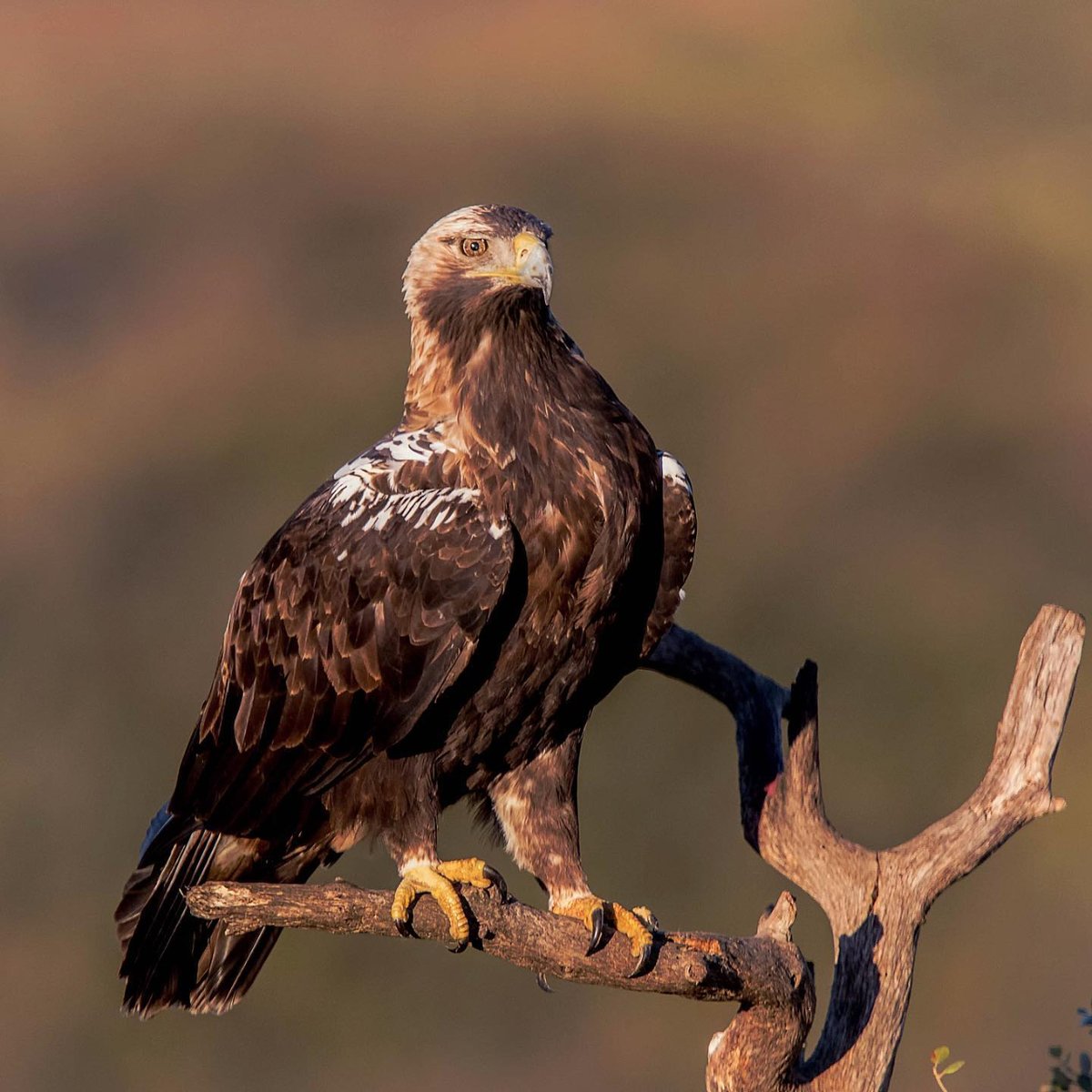 VanguardPhotoES's tweet image. Hoy elegimos el águila imperial de Alfonso Lopez Moreno (IG: lopezmorenoalfonso)

#naturephotography #birdphotography #planetbirds #king_birds #birds_private #best_birds_planet #best_wild_planet #birdfreak