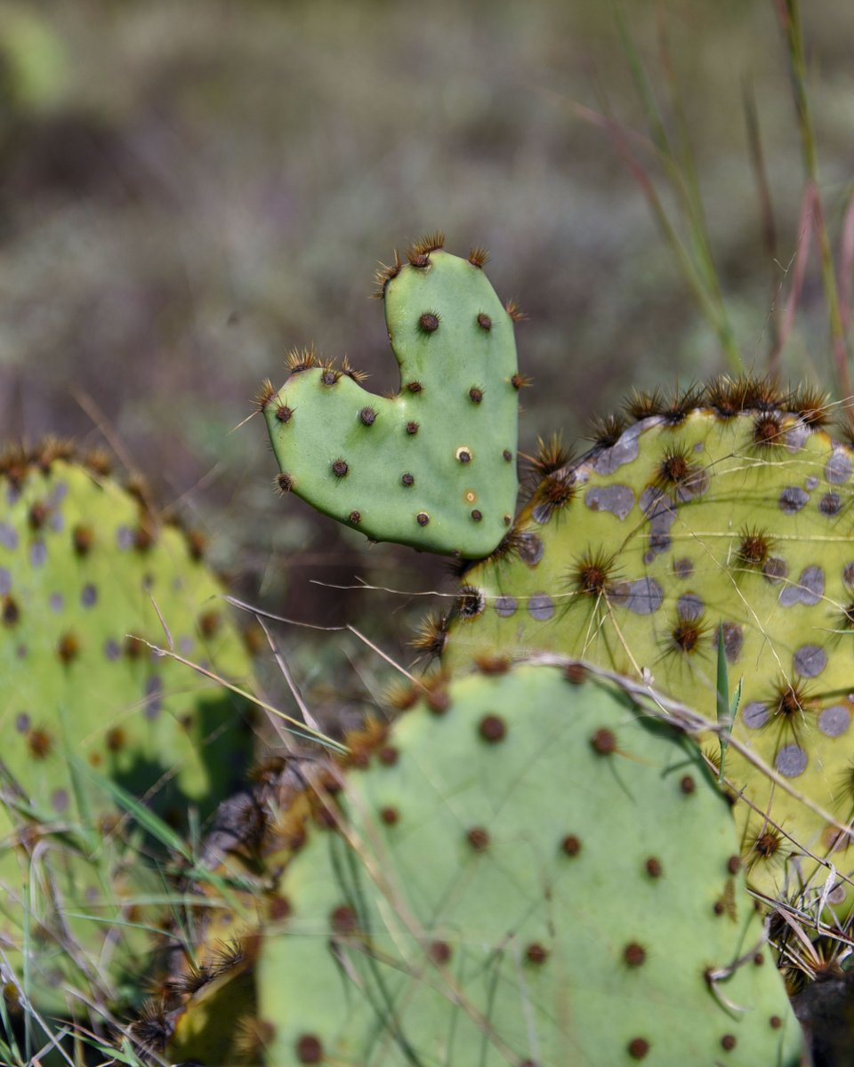 Sending a little love out into the world!

This new prickly pear pad was probably slightly damaged early in its new growth phase, which is how it ended up this shape. This one was spotted at Balcones Canyonlands National Wildlife Refuge near Austin, TX. 

📸: Claire Hassler/USFWS