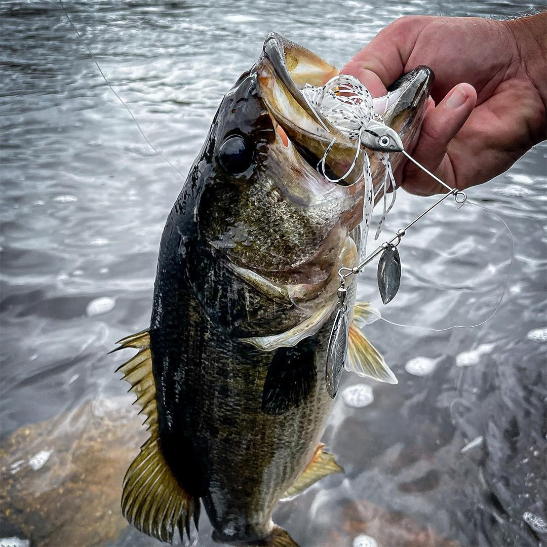 Lunkerhunt_fish's tweet photo. The best time to throw the Impact Ignite Spinnerbait, is anytime!
#ImpactIgnite #SpinnerBaits #CatchBigFish https://t.co/nMZpTEO72I