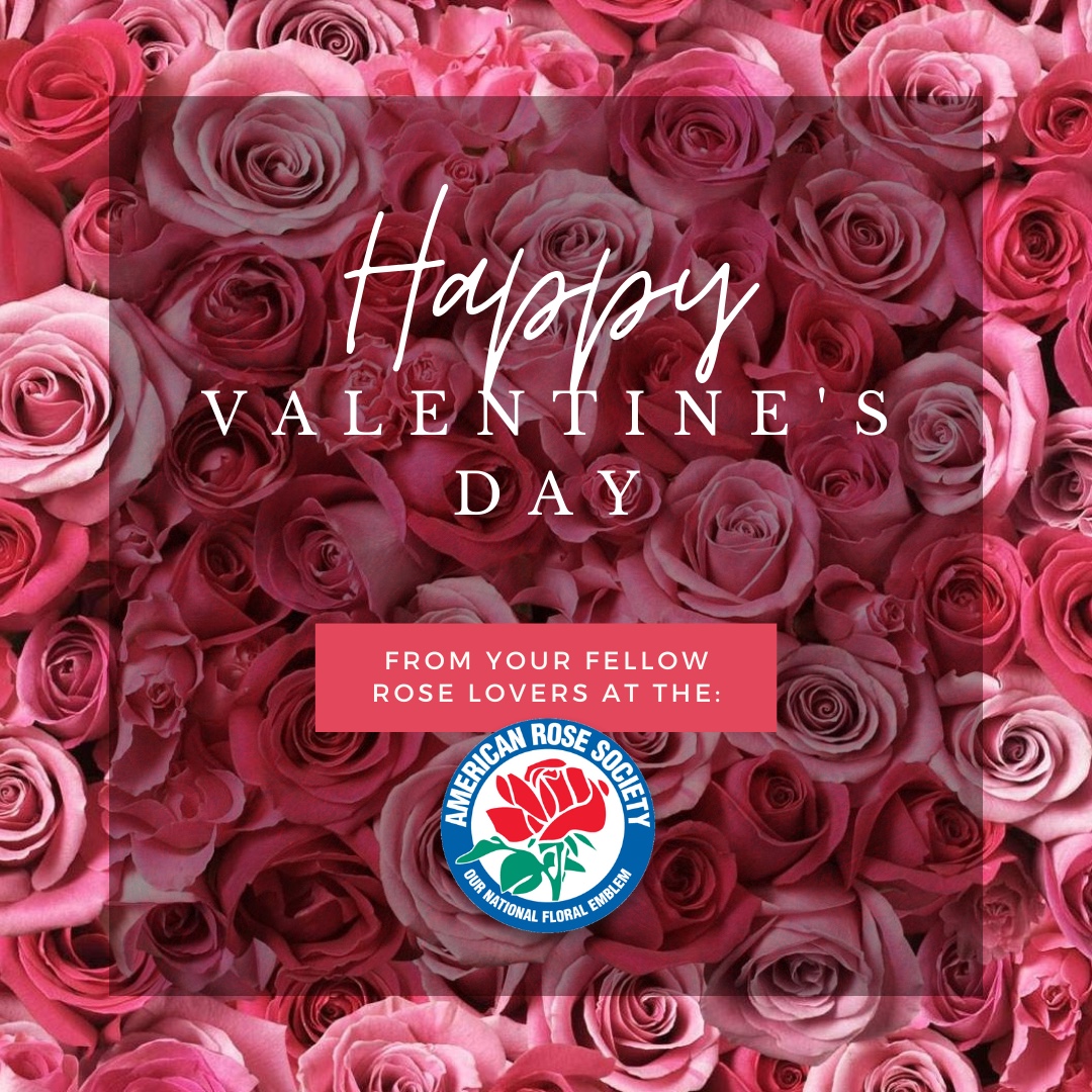 American Rose Society is wishing you a Happy Valentine’s Day! 🌹❤️