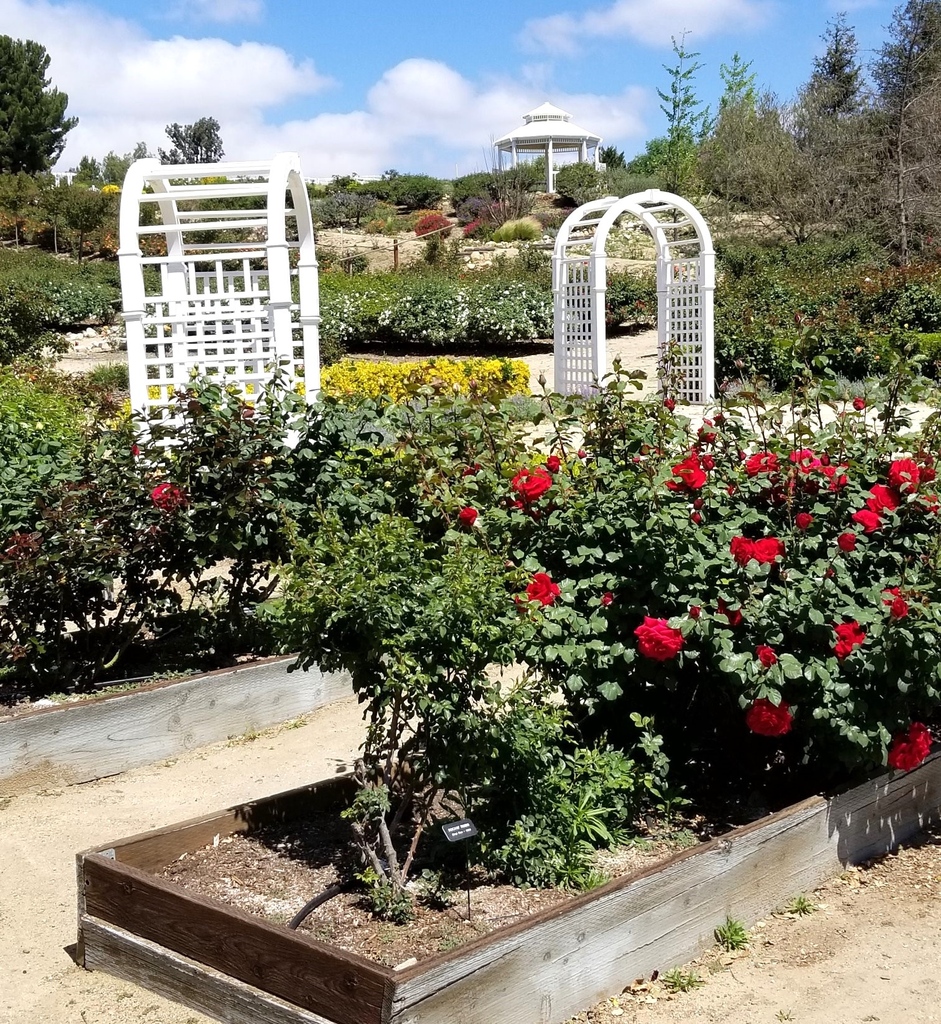 American Public Gardens Association on Twitter "🌹Spotlighting Rose