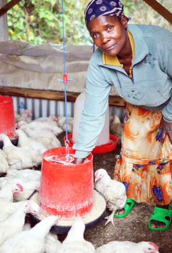UTAgTrade's tweet photo. New article by @UTAgTrade et al., "Effects of timing, customer, and location on smallholder broiler sales..." https://t.co/LpMhtc3XBs 
Thanks to coauthors @K_DeLong_UT, @thomasbgill with @utsmithcenter, and @mikayla_prince6. https://t.co/1ud7yo6c1E