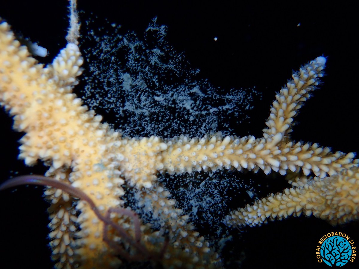 MissionBlue's tweet photo. Once a year, it's a gala of gametes on coral reefs! When the water temps and cues from the lunar cycle are *just right*, hard corals will simultaneously release gametes. This synchronized release is crucial and provides the best chance of fertilization. 

📸: D. Laplace https://t.co/fY7cqqPyw4