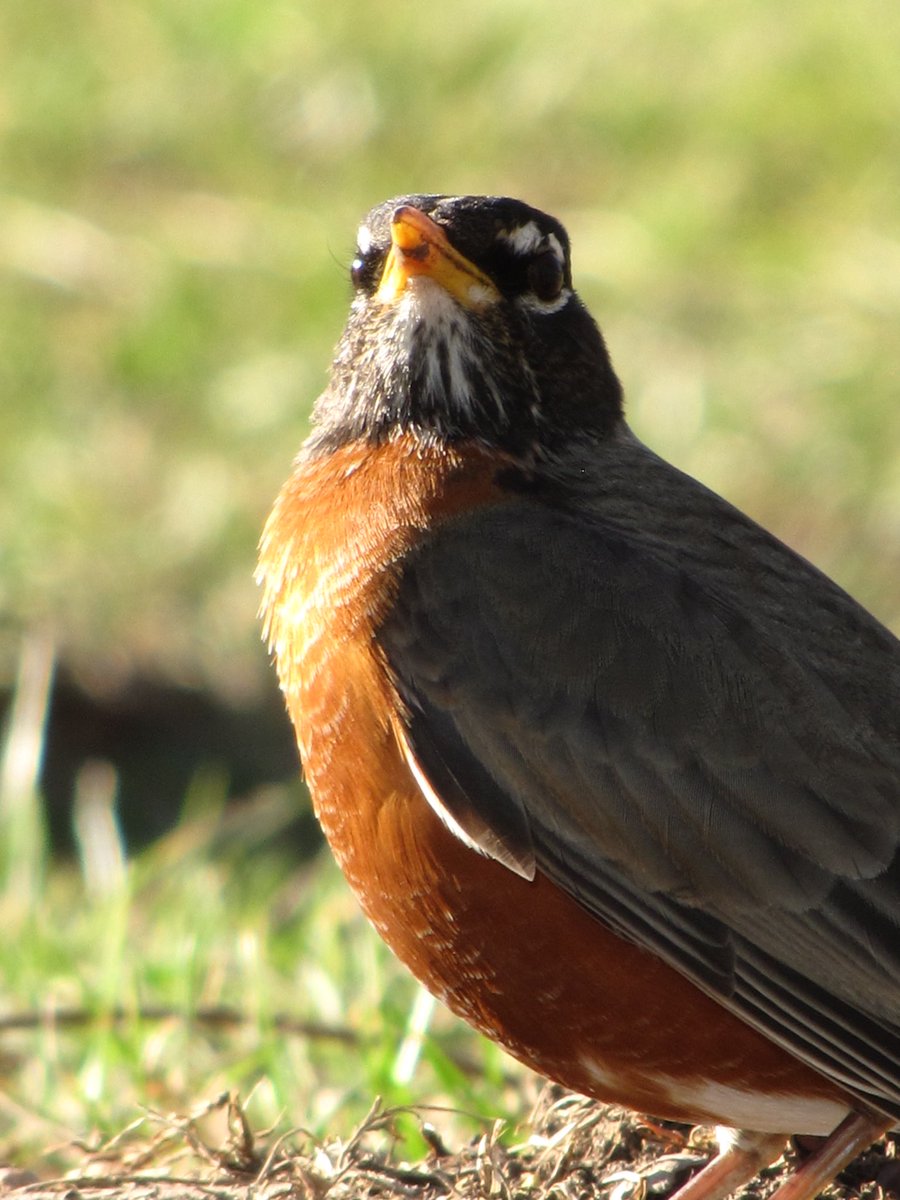MikaCronin's tweet photo. Since my next trip abroad isn’t until May I thought I’d take some photos in my area for practice 👀📸 this birb was the best model I’ve ever seen #model #birdphotography #photography #birds https://t.co/W1cc6010QE