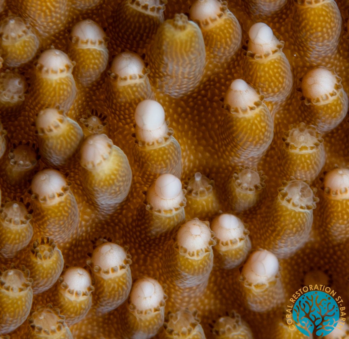 MissionBlue's tweet photo. Once a year, it's a gala of gametes on coral reefs! When the water temps and cues from the lunar cycle are *just right*, hard corals will simultaneously release gametes. This synchronized release is crucial and provides the best chance of fertilization. 

📸: D. Laplace https://t.co/fY7cqqPyw4