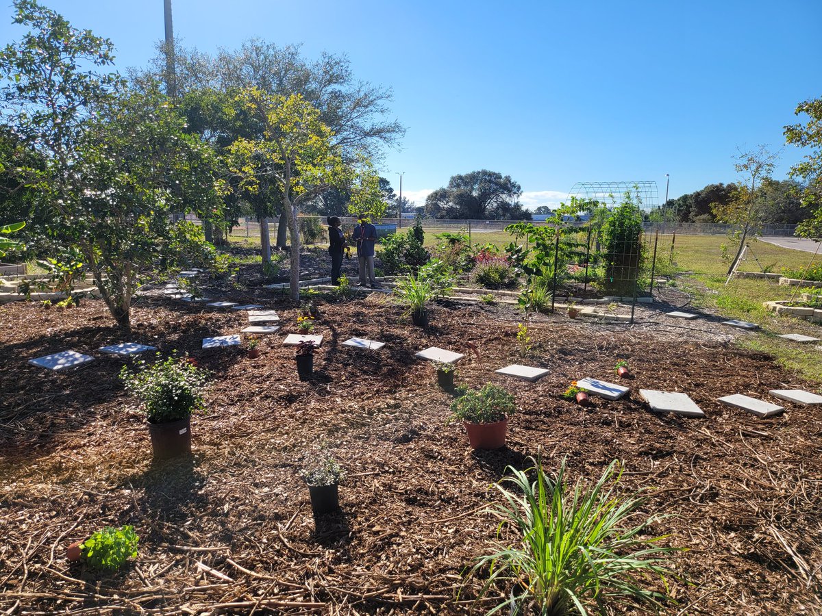 MiramarScience's tweet photo. Miramar High worked on extending the Food Forest and pulled aphids off of plants during the Day of Service and Love ❤️ https://t.co/492KI3Iykl