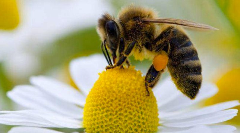 #14Feb| 🇻🇪 📢 DÍA Del Amor Y La Amistad🥰😍
#LasSancionesSonContraElPueblo
Feliz Dia para todos 🥰😍

📋‌Realizarán seminario sobre cría de abejas sin aguijón para afrontar retos de crisis climática🐝

@danielagv100920 @MarCbza2 @DONILEYTHALVAR2 @karol_trompiz @ginamercedes18