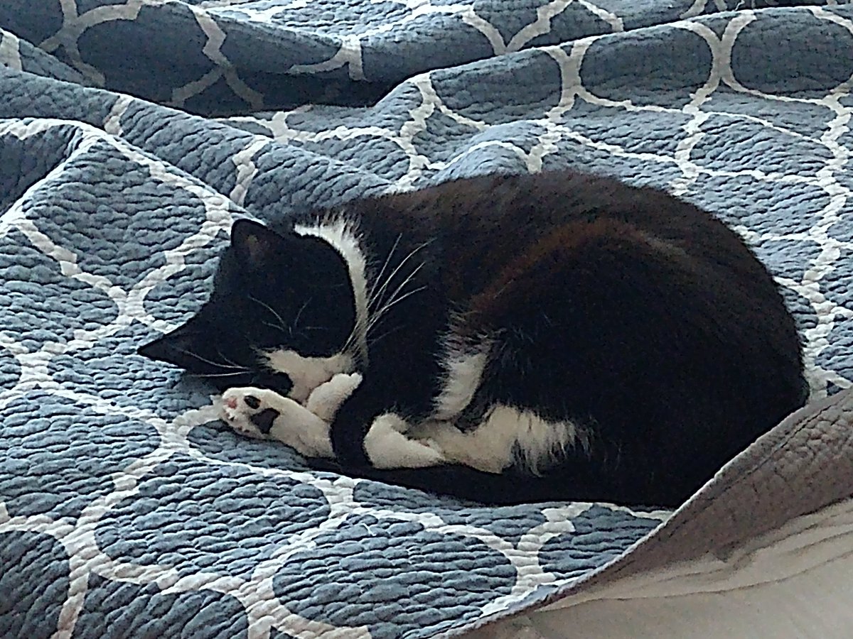 Caglesworth's tweet photo. Ripley is her own Valentine this year. https://t.co/0B8A61THYR