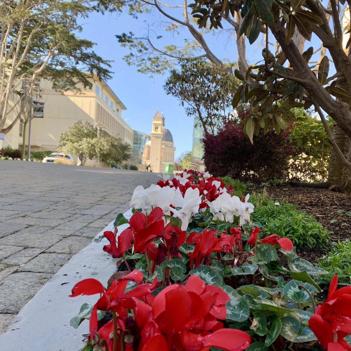 University of San Francisco tweet media