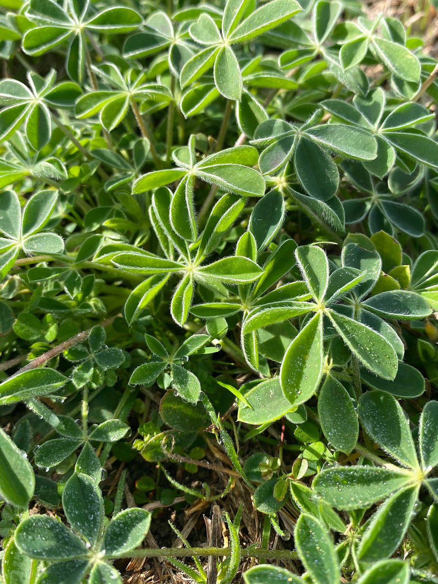 Bluebonnet Plants are starting to emerge in the Ennis area.  They are still in the very early plant stage with no blooms.  Typically they bloom between April 1-30 in the Ennis area.  Ennis Bluebonnet driving trail maps will be available around April 1st.  bluebonnettrail.org