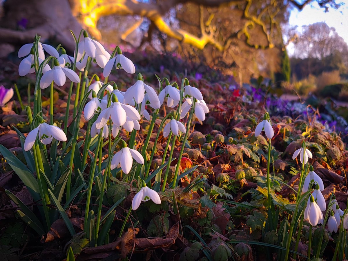 Beautiful sunlight early this evening. Galanthus 'S Arnott' have been flowering for a good month already. A great snowdrop which bulks up well.