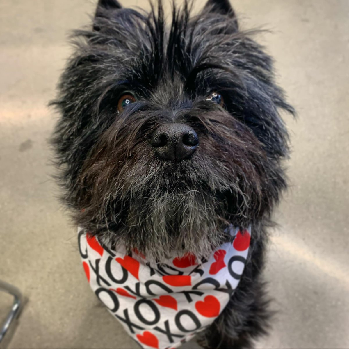 Happy Valentine’s Day from Gus, Terlin’s VP of morale!