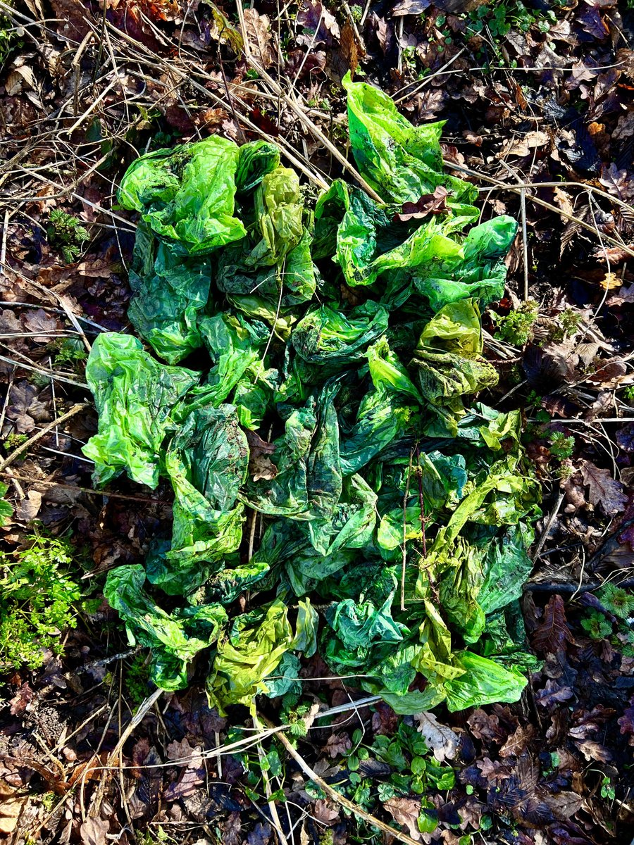The sun shines, spring is around the corner, green shoots burst through to reach the sun. Or are they green shoots? Just 50+ discarded #dogpoobags merging with the #wondersofspring
These will not #biodegrade or #compost within weeks or months, but just become more #microplastics