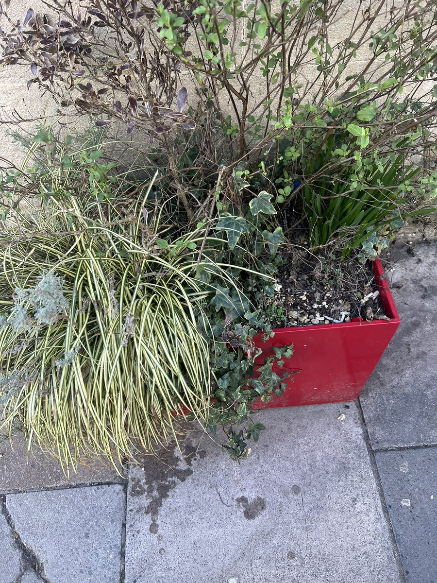 Angiemut's tweet photo. Meanwhile we couldn’t help but to notice this,1&2 #unloved #Underwatered #Undernourished Number 3 virtually dead with an ashtray placed ‘discreetly’ on the side to save it looking even more #unloved #uncaredfor and #underwatered are you paying attention @bathnesld #WelcomeToBath https://t.co/Vv9cIBnM0w