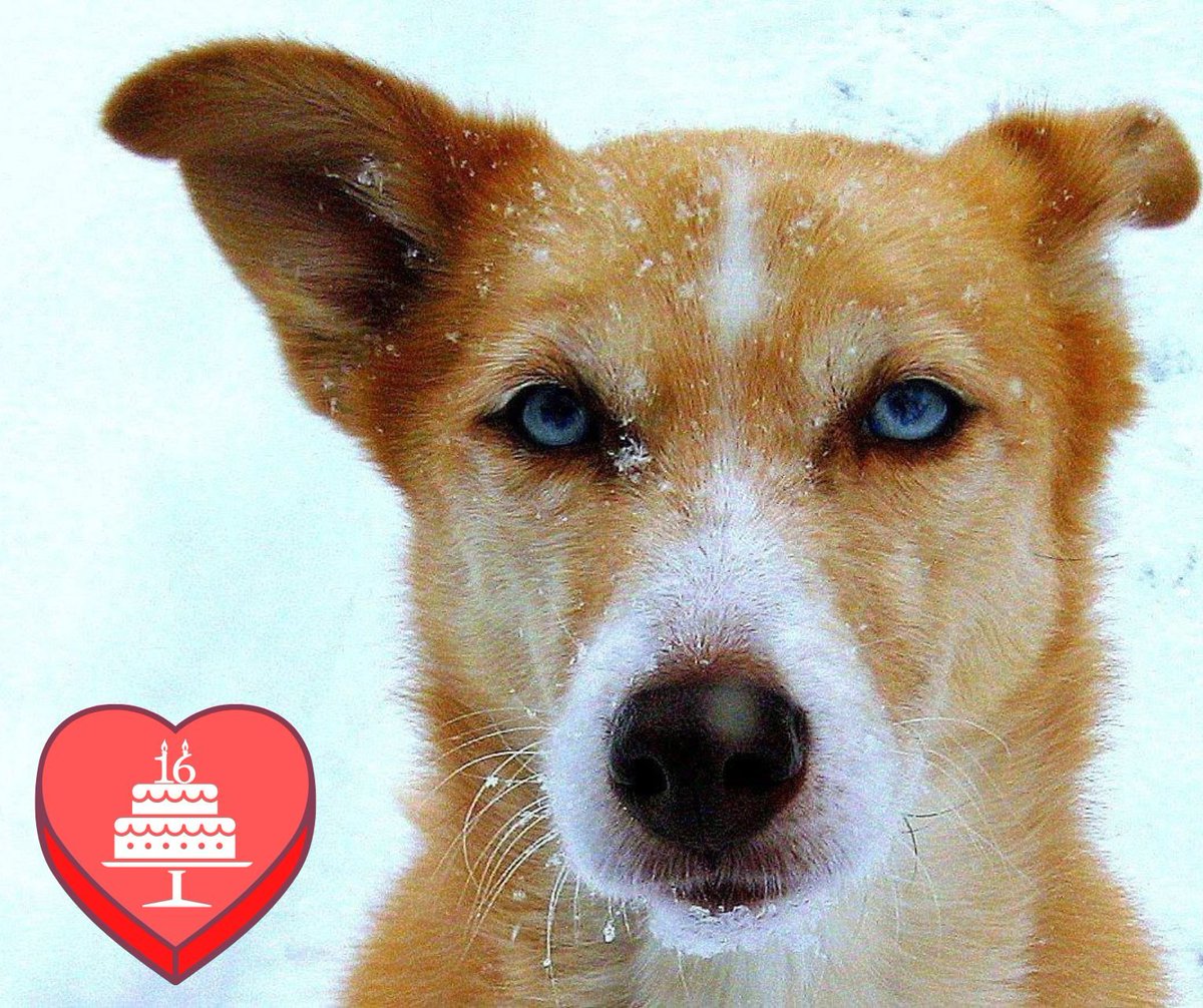 All About Animals Rescue - Michigan Volunteers All About Animals Rescue - Michigan Volunteers