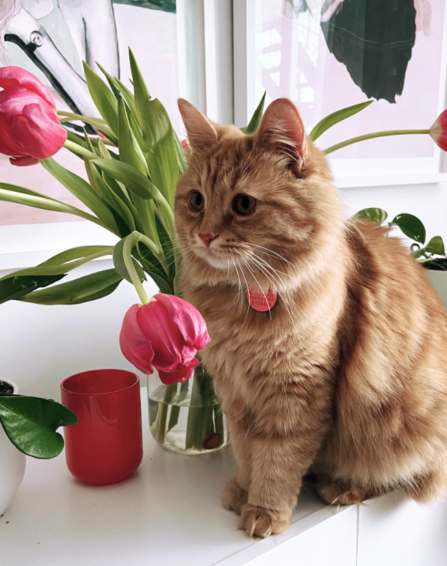 SarahMori7's tweet photo. Meet Clode 🐱 https://t.co/UCfQKS7W2n