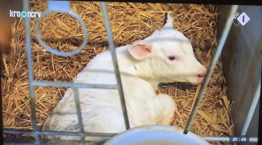 roosvonk's tweet image. Mijn hart breekt als ik die kalfjes zie, weggerukt bij hun moeder. Hun zuigreflex lijkt schattig, maar het is een oerinstinct om bij hun moeder te willen drinken. Wie is ooit op het idee gekomen om zo’n kalfje daar bruut weg te slepen en te zeggen: die melk is voor mij. #kvw