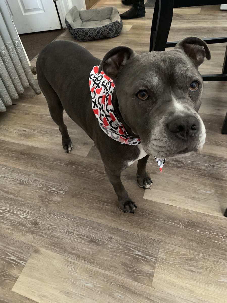 LiamFromLowell's tweet photo. Happy Valentine’s Day! I love you all 🐾 ❤️ https://t.co/E4vIP4YKko