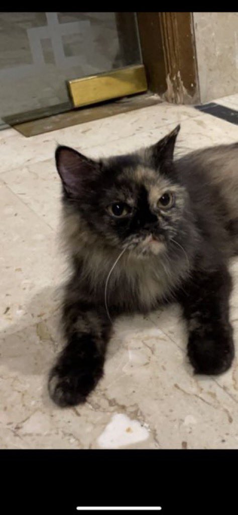 Catpeopleksa's tweet photo. الحاله :  مفقود
المنطقة : الرياض/ حي غرناطة
الجنس : انثى
العمر التقريبي : ٥ سنوات
النوع :
 الامراض :
التطعيم : 
التعقيم: 
رقم التواصل : 0551101400
#قطط_مفقوده @Cats_missing @missingpetscare @LostCatRiyadh @rahmah_lost @lostnfound_sa @helah_abdullah https://t.co/Z6ksuH5dh1