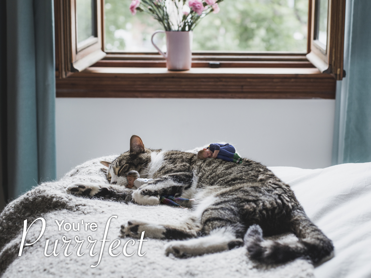 a_kiessling's tweet photo. Happy Valentine's Day! (the kids taking a cat nap) https://t.co/sqaEtgAcM6