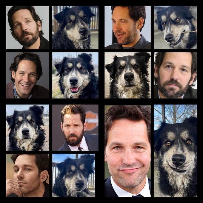 A collage of many pictures showing one of our shelter dogs making the same faces as actor Paul Rudd.