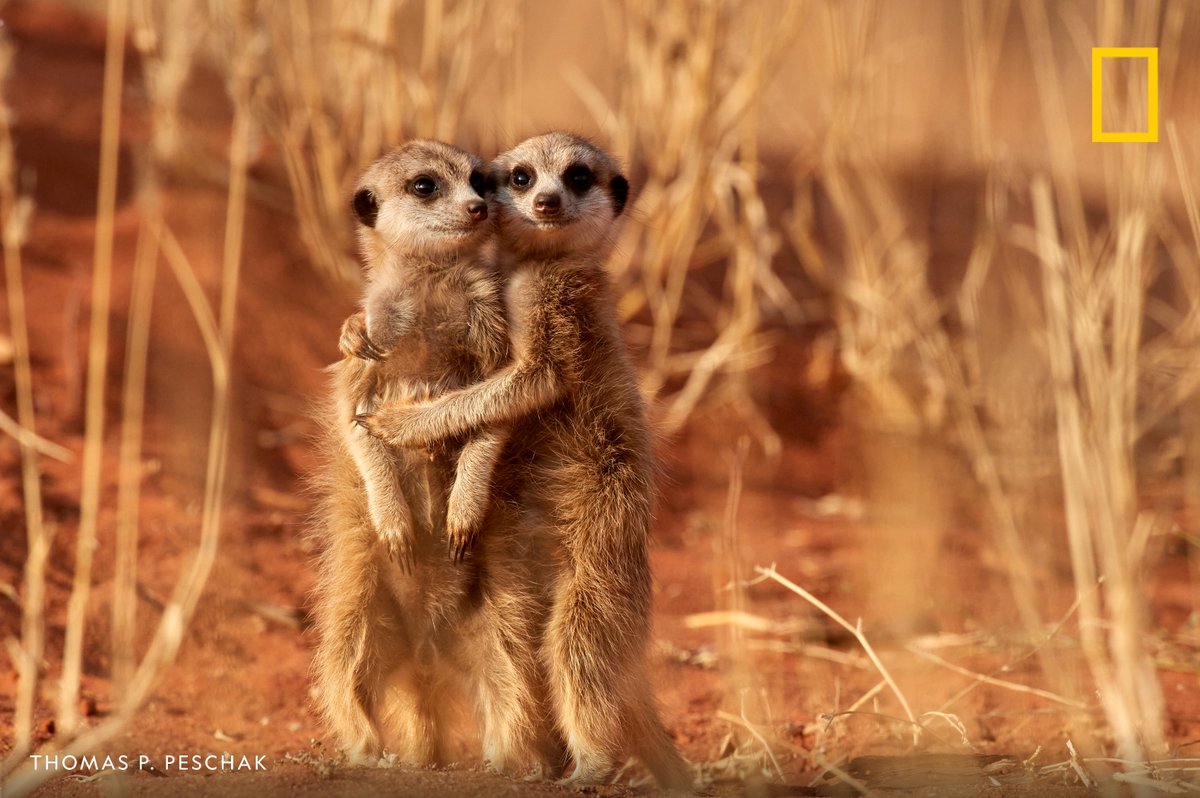 National Geographic tweet media
