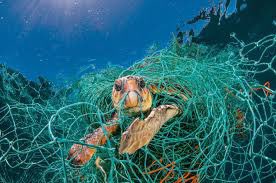 keep_ocean's tweet photo. More than 1000 sea turtles die annually from digesting plastic. A study showed that a turtle has a 22% chance of dying from ingesting one plastic item. https://t.co/Kzm6ugN2Jq