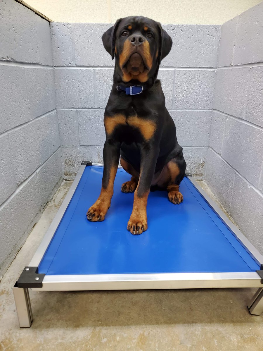 AnimalRescueAid's tweet photo. A wonderful Angel Donor made it possible for us to send Oconee County Animal Shelter (SC) 10 large beds.  We are so grateful.  ❤  https://t.co/Ly10c5JJyY   #RT #AdoptDontShop https://t.co/wDu5n6CRQE