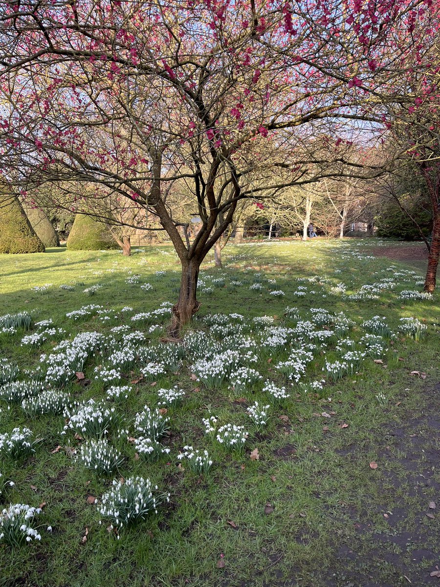 #Snowdrops at #HolmePierrepont Hall today, lovely, spring on the way!
