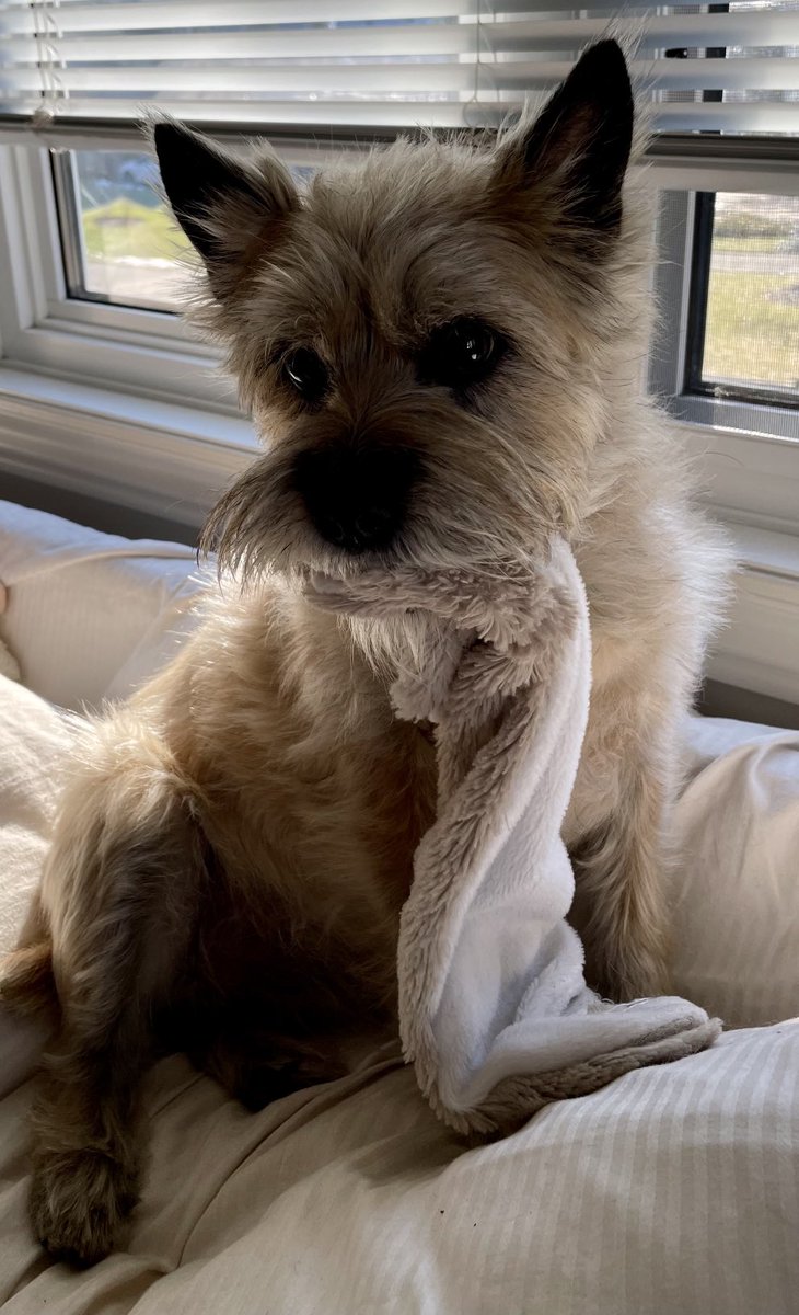 PJ Puppermum 🇨🇦 tweet media