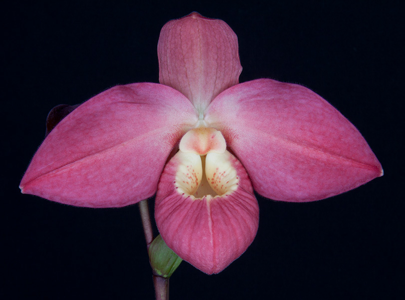 SBOrchidShow's tweet photo. SB Intl Orchid Show Welcomes Orchids Limited - https://t.co/NDUuWUQNqg https://t.co/yVQLPgTzp8