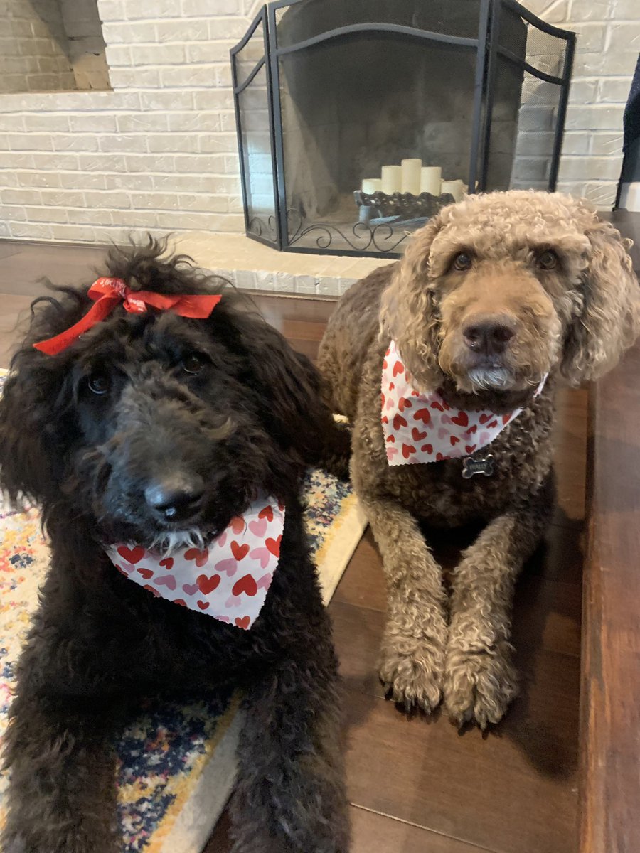 fatdogjog's tweet photo. Happy Valentine’s Day! ❤️🐶❤️🐶 https://t.co/ZebbFfHOlG