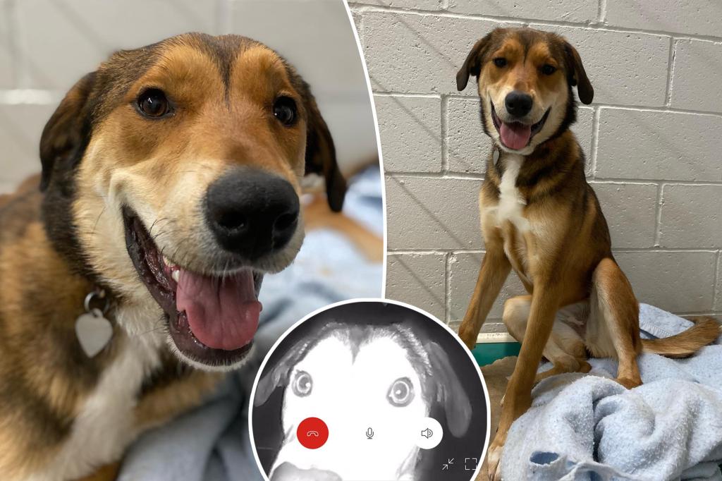 nypost's tweet photo. Dog escapes her new home, walks 10 miles to her old shelter https://t.co/JNeWGrubTR https://t.co/5NlJyK7Gg2