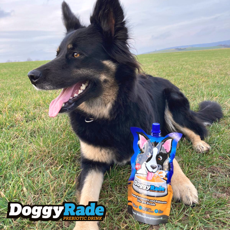 DoggyRade's tweet photo. Gastroenteritis is the most common cause of vet visits! The prebiotics in DoggyRade improve gut health and fight off illness 🐾 https://t.co/jVPukX7EIA