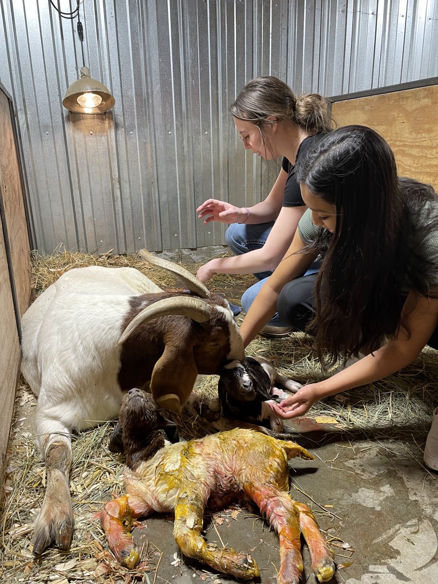 Tom Hofmann (@thofmann27) on Twitter photo Here we go! <a href="/HPCSTORM/">HPC STORM</a> kidding is underway. The best way to teach Animal Science is with live animals. Real-world experience. <a href="/c_hudson5/">Cameron Hudson</a> <a href="/NTVsGrow/">NTV's Grow</a> <a href="/NEFFAFoundation/">NE FFA Foundation</a> <a href="/NationalFFA/">National FFA</a> <a href="/NewsregisterANR/">Aurora News-Register</a> <a href="/NebraskaFFA/">Nebraska FFA</a> Here we go! <a href="/HPCSTORM/">HPC STORM</a> kidding is underway. The best way to teach Animal Science is with live animals. Real-world experience. <a href="/c_hudson5/">Cameron Hudson</a> <a href="/NTVsGrow/">NTV's Grow</a> <a href="/NEFFAFoundation/">NE FFA Foundation</a> <a href="/NationalFFA/">National FFA</a> <a href="/NewsregisterANR/">Aurora News-Register</a> <a href="/NebraskaFFA/">Nebraska FFA</a>