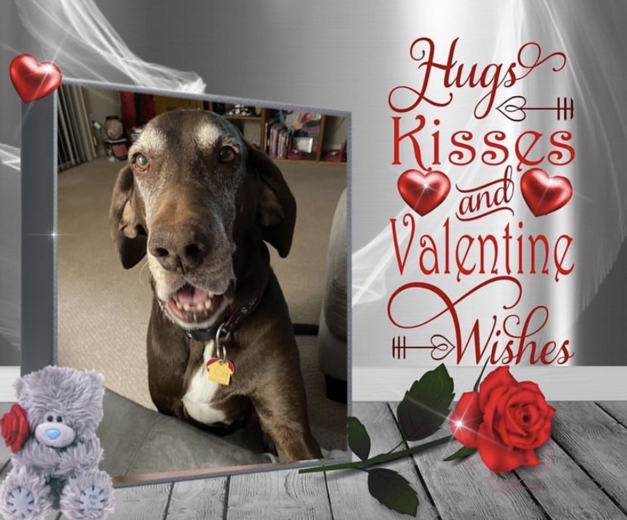 Desert Lab Rescue tweet media